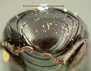 Media type: image;   Entomology 6899 Aspect: pygidium